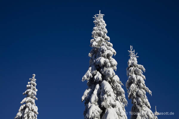 Bäume mit Schnee