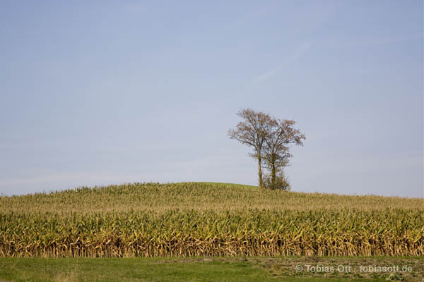 Baum im Feld mit Maisfeld