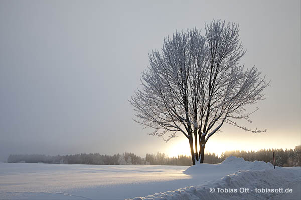 Morgenstimmung: Baum im Winter