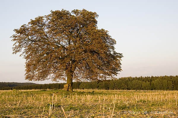 Baum Kastanie