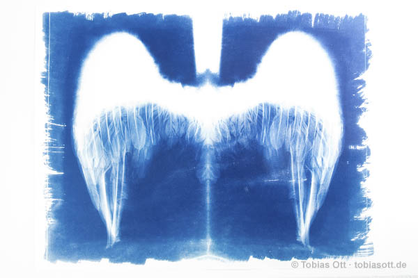 Cyanotype Angel Wings