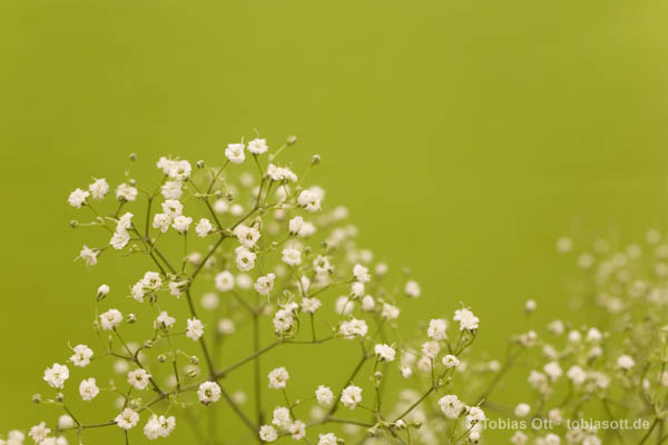 Grüne gräser mit kleinen Blüten