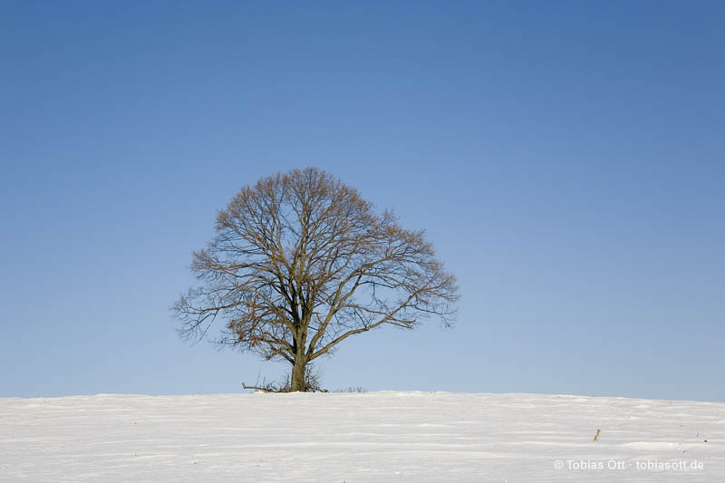 Jahreszeiten Baum im Winter