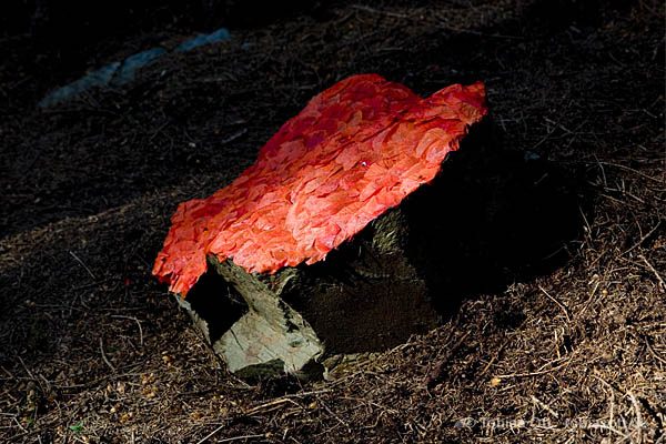 Landart Mohnblüten