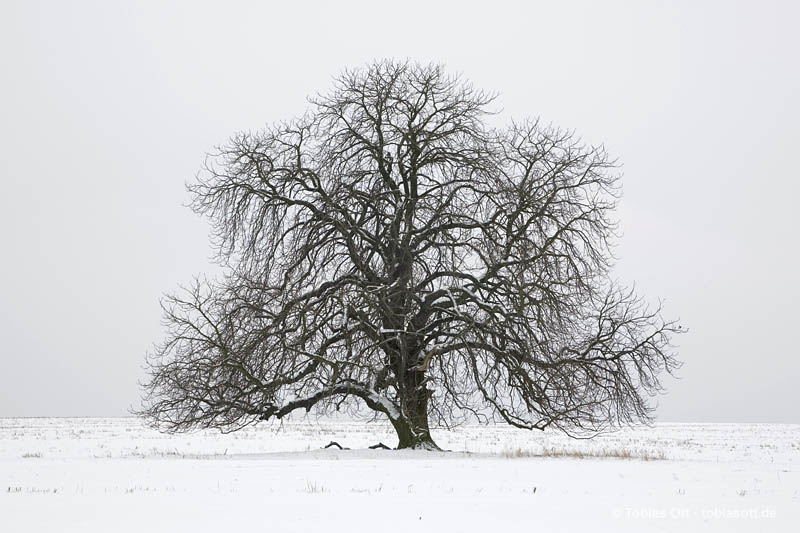 Jahreszeiten Baum im Winter